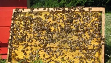 the most important Tips for choosing the right steps for beekeeping