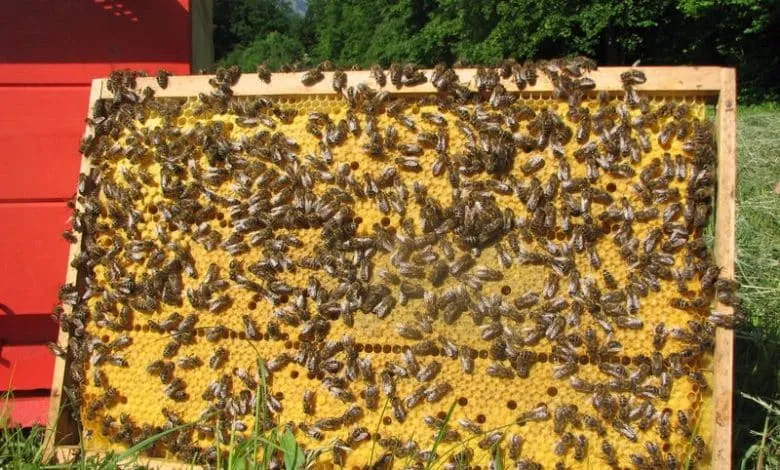 the most important Tips for choosing the right steps for beekeeping