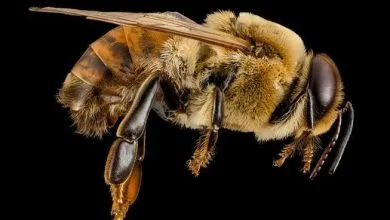 Important things you should know about Drone bees