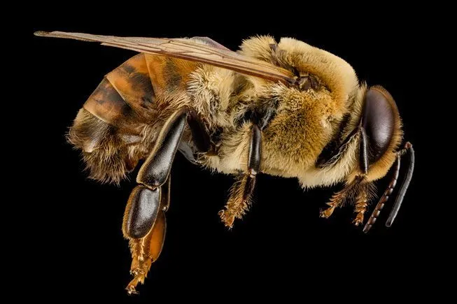 Important things you should know about Drone bees
