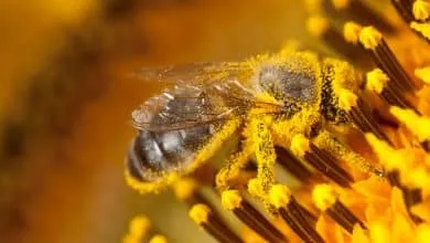 Worker bee responsibilities in hive