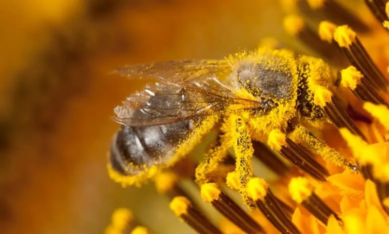 Bee pollen: Important Details