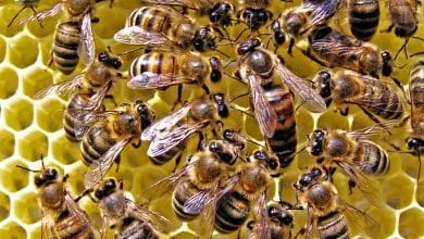 THE BEE FAMILY AND THE BEES' LIFE ORDER