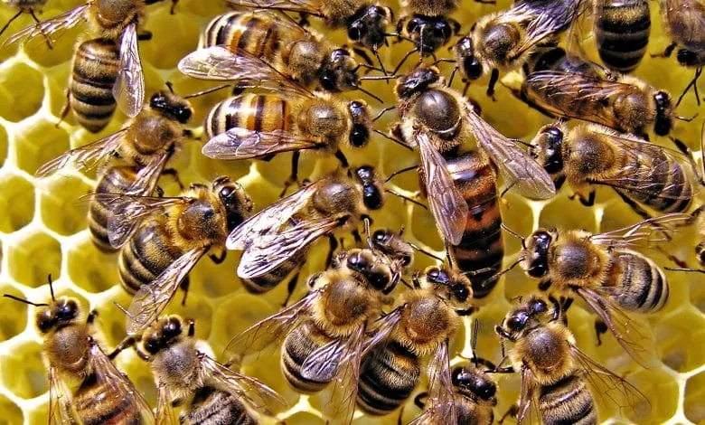 THE BEE FAMILY AND THE BEES' LIFE ORDER