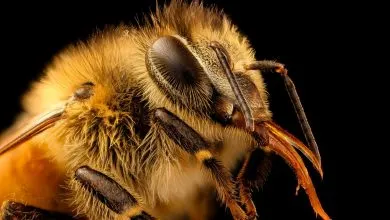 Bees have a Tracheal System to breathe