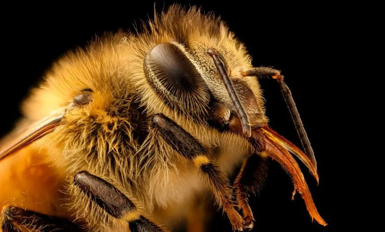 Bees have a Tracheal System to breathe