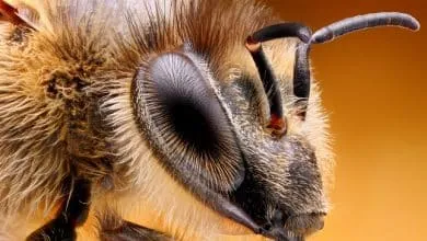 HOW SEES THE BEE EYE 360 DEGREES?