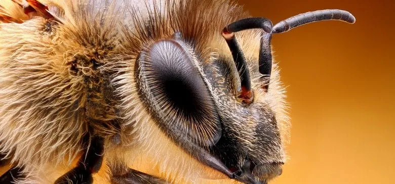 HOW SEES THE BEE EYE 360 DEGREES?