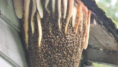 Disease, Parasite ,Pest Protection and Control 
