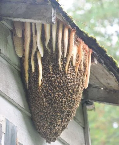 Disease, Parasite ,Pest Protection and Control 