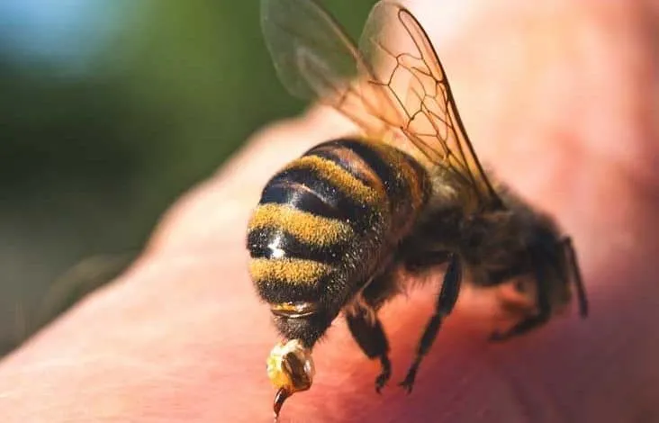 bee venom