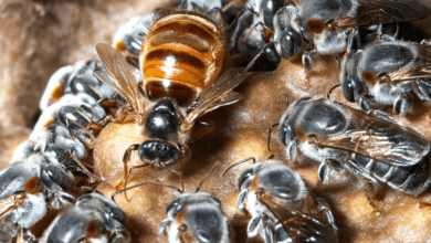 Adult egg laying queen surrounded by a court of its daughter worker bees as an example