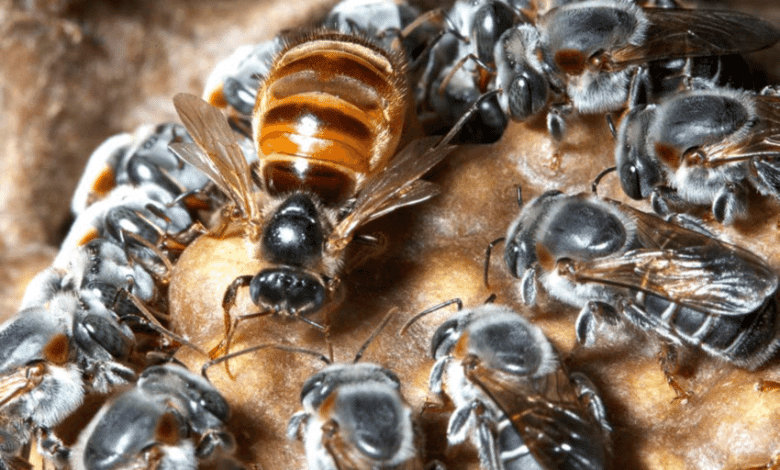 Adult egg laying queen surrounded by a court of its daughter worker bees as an example