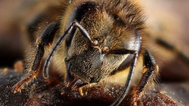 Honey bee portrait