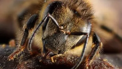 The secret life of honeybees