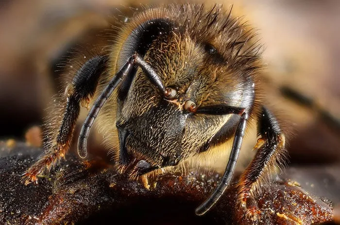 The secret life of honeybees