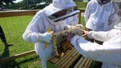 Beekeeping challenges