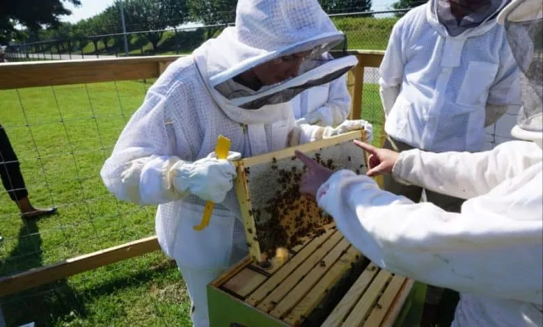 Beekeeping challenges