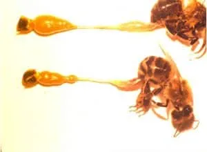 Treatment and prevention of the bee illness Nosema