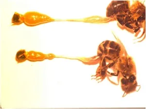 Treatment and prevention of the bee illness Nosema