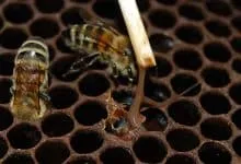Disease known as "American brood rot": symptoms and remedies