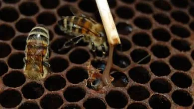 Disease known as "American brood rot": symptoms and remedies