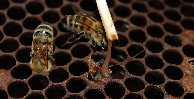 Disease known as "American brood rot": symptoms and remedies