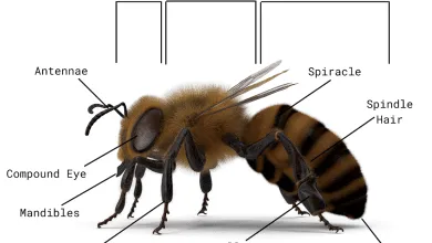 Learn about the Anatomy of honey bee