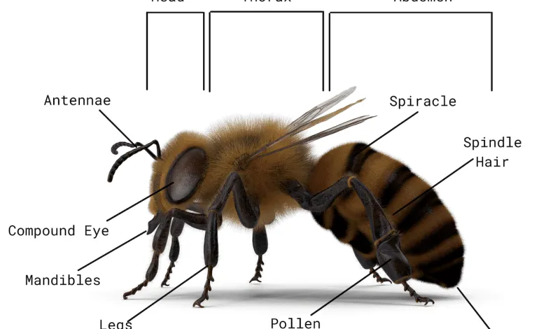 Learn about the Anatomy of honey bee