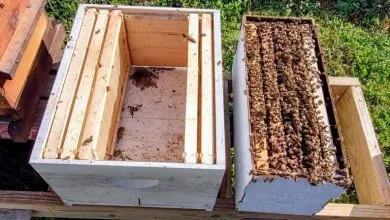 What should you buy to start your first hive?