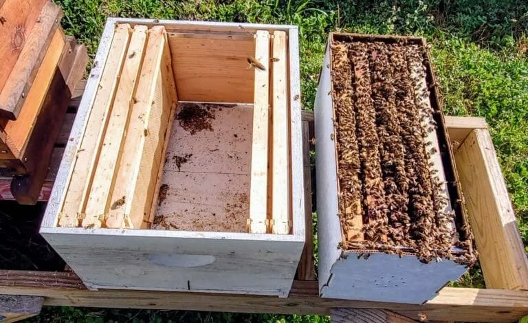 What should you buy to start your first hive?