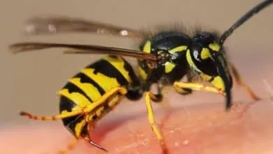 What are the Benefits of Bee Sting and Venom?