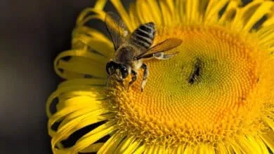 Basic Knowledge about Pollination
