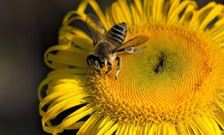 Basic Knowledge about Pollination