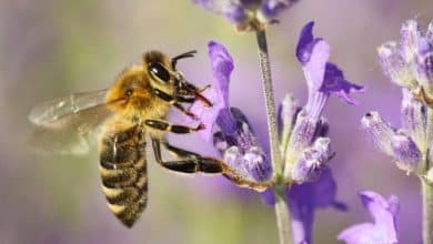 bee pollinating lavender flower tihany hungary royalty free image 980595520 1556641347