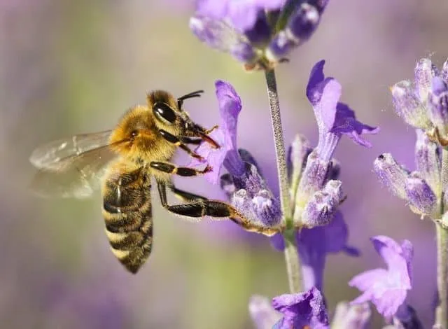 THE BEST FLOWERS FOR BEES