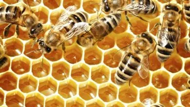 Life Cycle of a Honey Bee and queen bee
