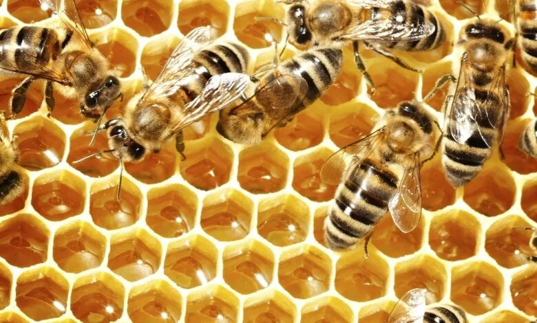 Life Cycle of a Honey Bee and queen bee