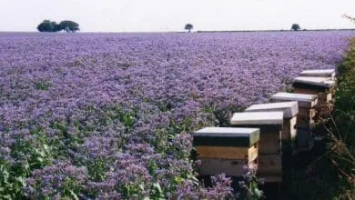 A planet called bee bread OR Borage