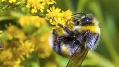 Benefits of flower nectar from bees