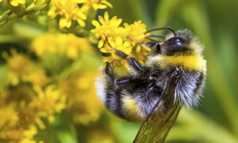 Benefits of flower nectar from bees