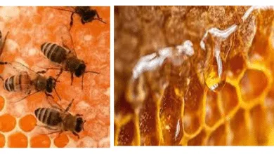 How to keep and create honey?