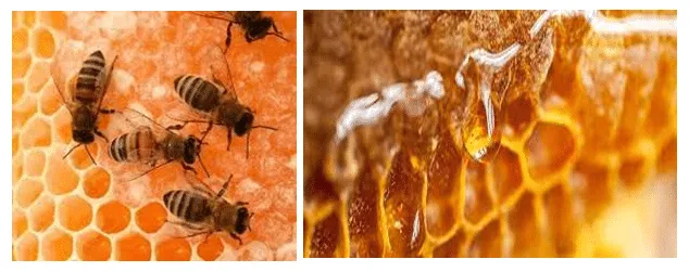 How to keep and create honey?