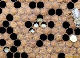 The essential information regarding Chalkbrood rot