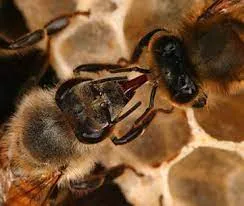 communication system of bees. How they communicate?