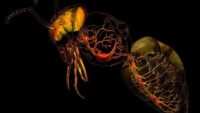 eric keller bee nervous system insta 02