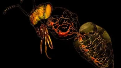 biological view of bees and bee systems