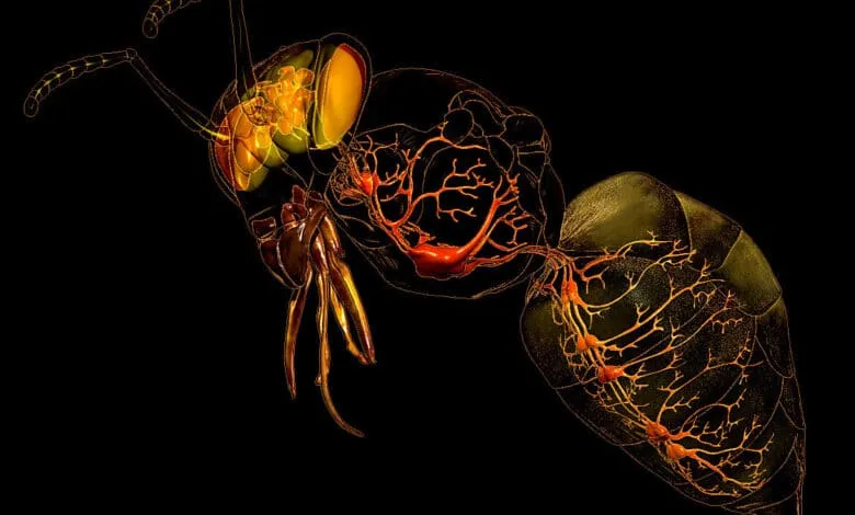 biological view of bees and bee systems