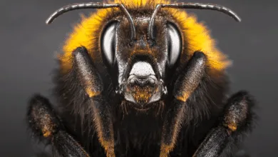 Pesticides hinder the development of the bee brain.