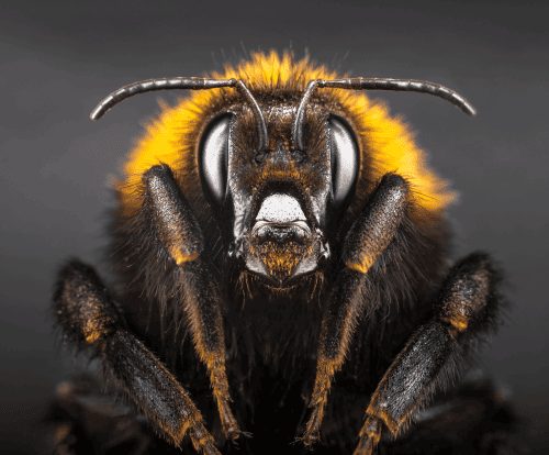 head of a bumble bee